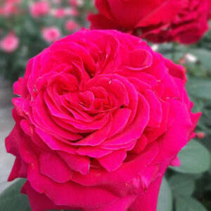 Роза 4 Ветра Rose des 4 Vents Delbard Франция, 2005