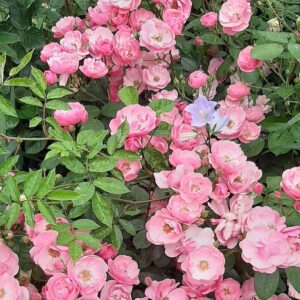 Роза Анжела Angela (KORday, Angelica) ангЕла Kordes, 1984