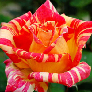 Роза Карибия Caribia (Harry)Wheatcroft Великобритания, 1972