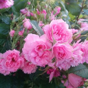 Роза Пинк Гротендорст Pink Grootendorst (-) Grootendorst, 1923