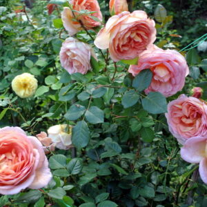 Троянда Абрахам Дербі Abraham Darby Austin Великобританія, 1985