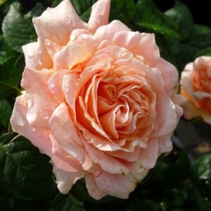 Роза Полька Polka Meilland Франция, 1991